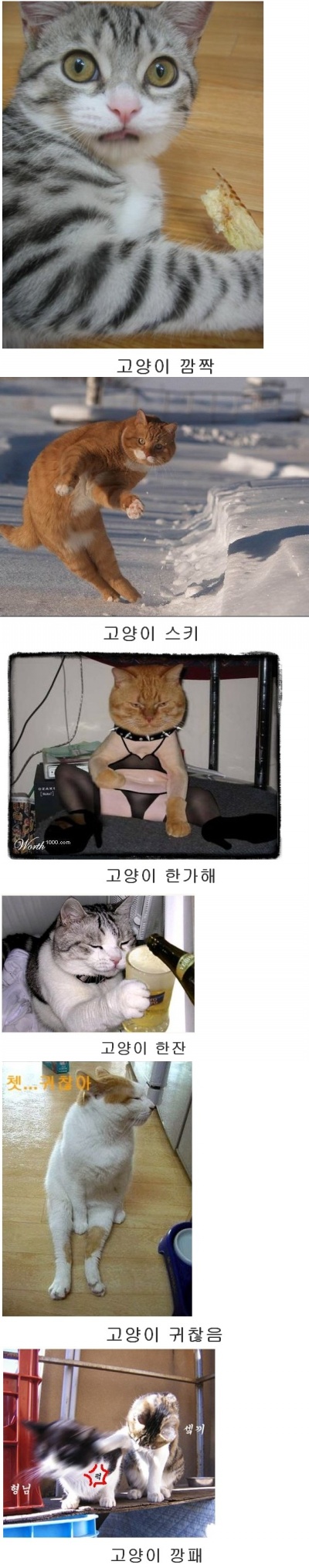 고양이 짤방 ! - 유머자료 - Tooli의 고전게임 - 툴리의 고전게임 고양이 짤방 ! - 유머자료 - Tooli의 고전게임 - 툴리의 고전게임