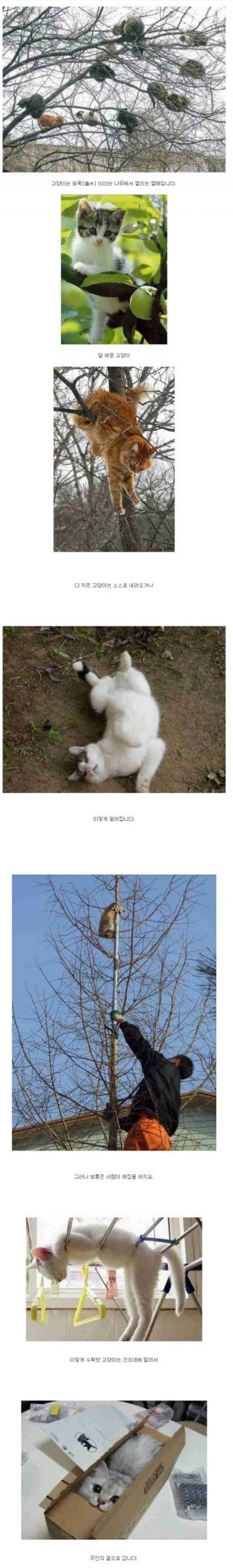 cat.jpg