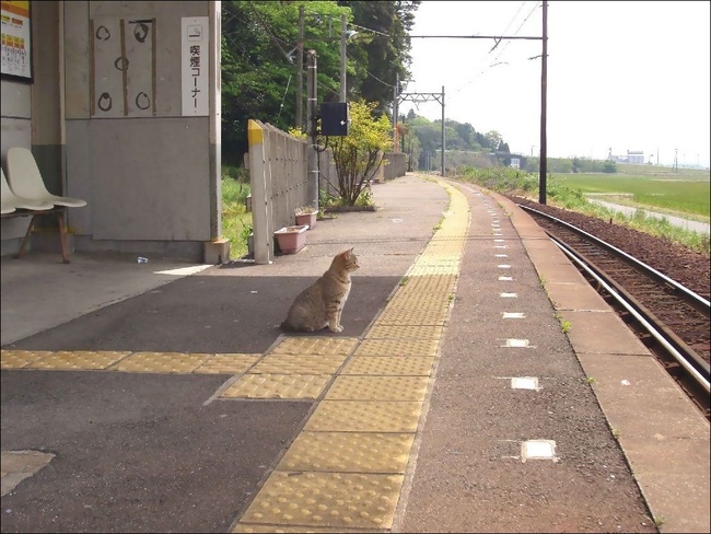 cat.jpg