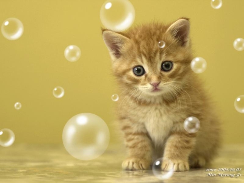 바탕화면으로 쓰기 좋은 귀여운 고양이 이미지들입니다. 고양이 Tooli의 고전게임